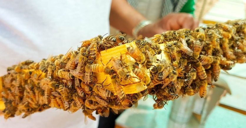 cera de abeja