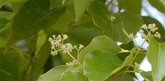 aceite de alcanfor