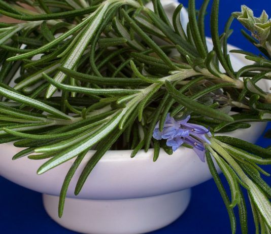 Alcohol de Romero, un ingrediente clave para eliminar la celulitis.