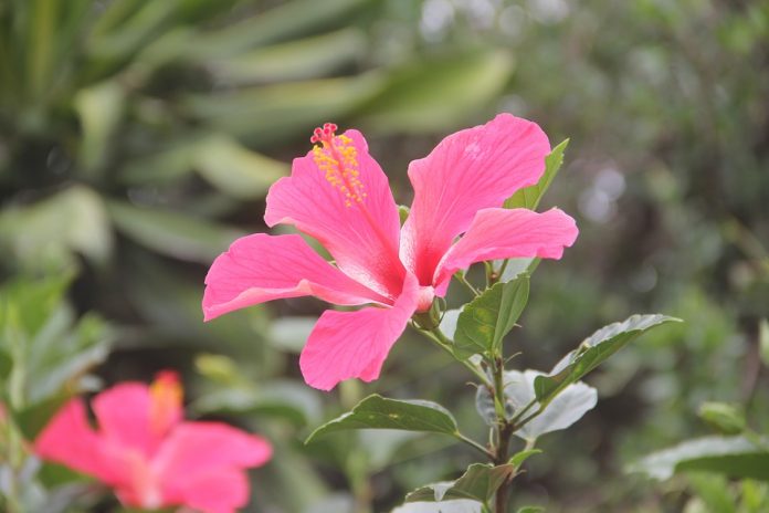 La flor de cayena