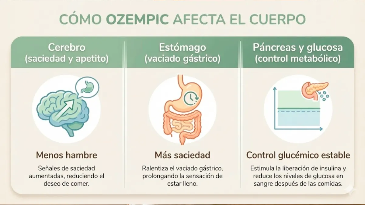 Cómo actúa Ozempic en el cuerpo